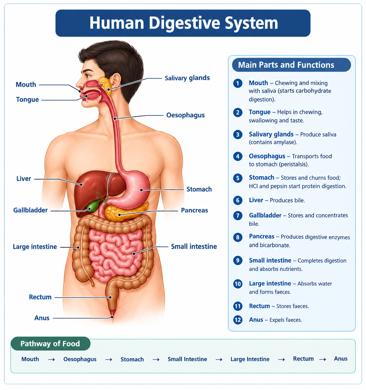Human digestive system diagram showing the mouth, oesophagus, stomach, small intestine, large intestine, rectum and anus, with the digestive glands labelled.