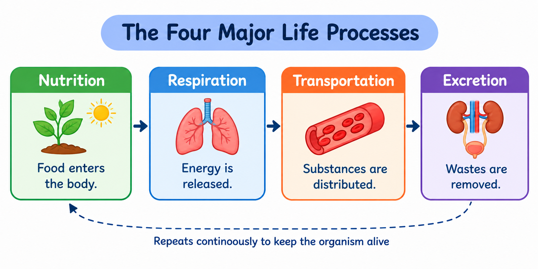 Overview of the four major life processes: nutrition provides food, respiration releases energy, transportation distributes substances, and excretion removes wastes, working together to keep an organism alive.