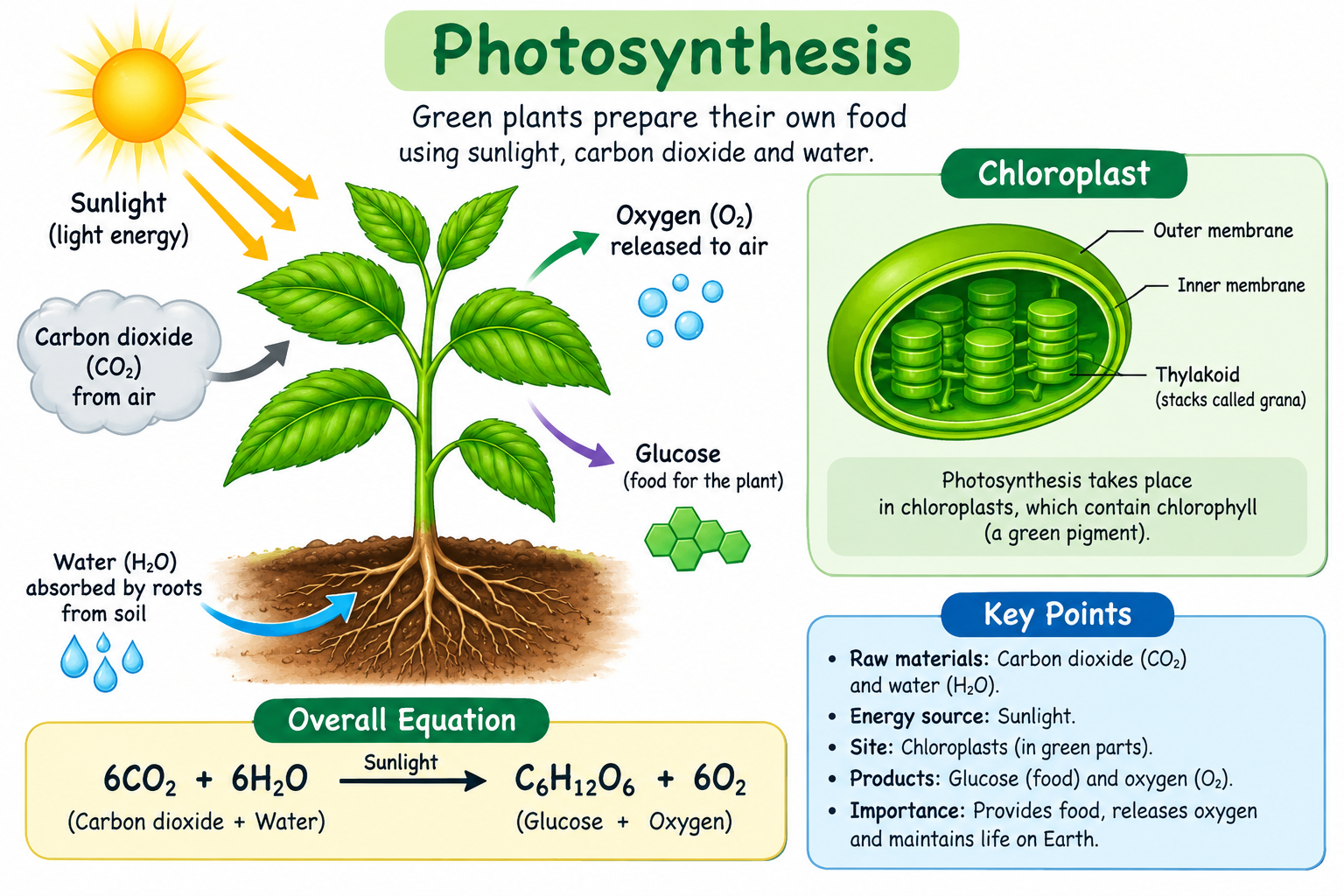 Photosynthesis diagram showing a green leaf using sunlight to combine carbon dioxide from the air and water from the roots, with chlorophyll trapping light energy to make glucose while oxygen is released as a by-product.