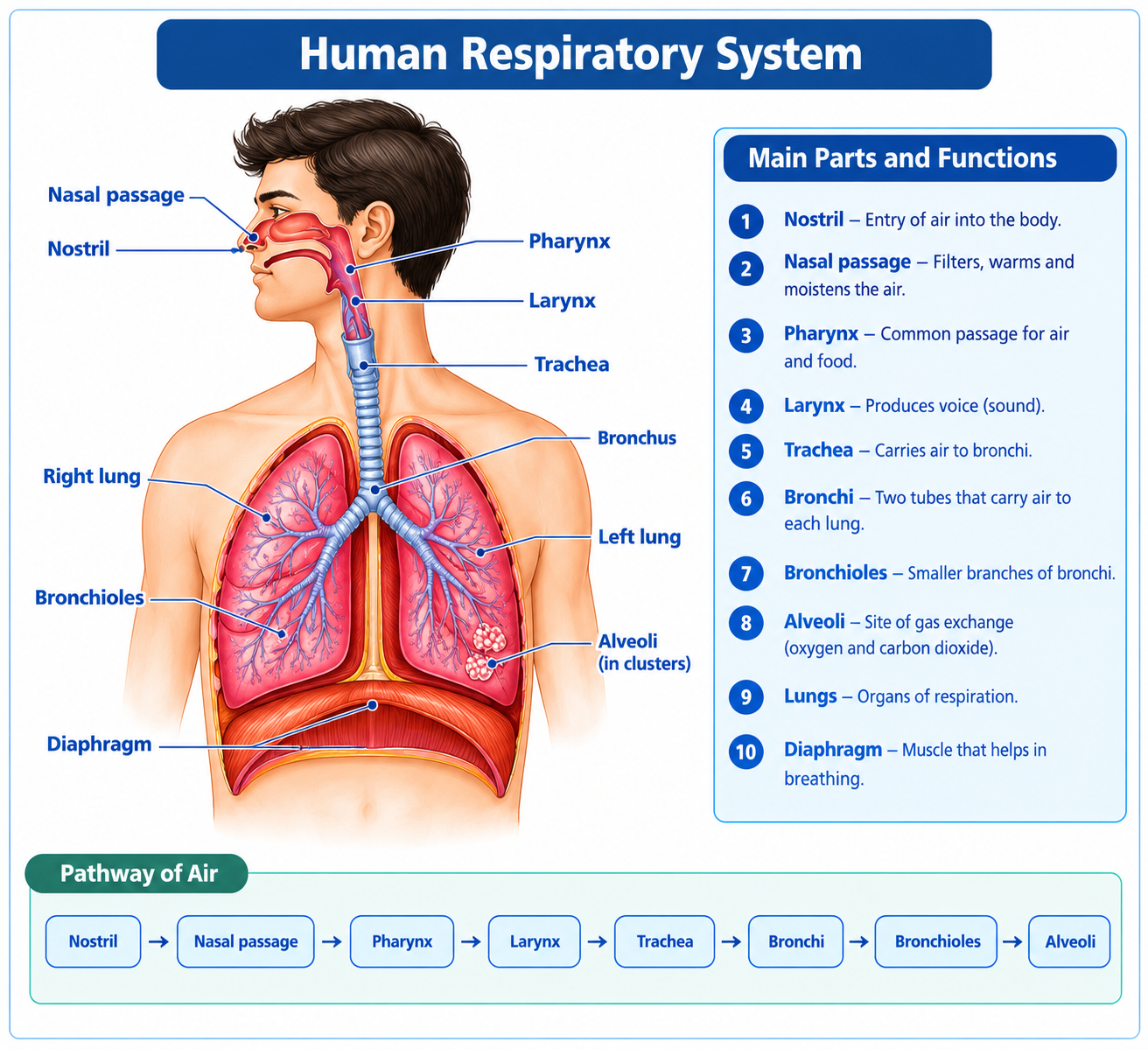 Human respiratory system diagram showing the pathway of air through the nostrils, nasal passage, pharynx, larynx, trachea, bronchi, bronchioles and the alveoli in the lungs, with the diaphragm shown below the lungs.